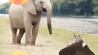 Lagarbaghar haathi ka kaan le kar bhaag giya ????????