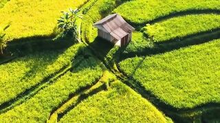 Saung in the middle of rice fields on a sunny morning #shorts