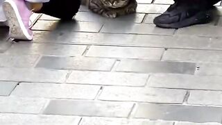 Istanbul believes that those who do not love animals cannot truly love others #shortsvideo #shorts