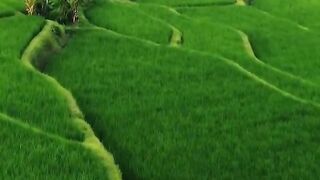 good morning lovers of the natural beauty of the archipelago | the most beautiful rice fields