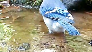 Watch it to the end for a rare capture of one of the Blue Jays iconic birds wildlife