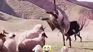 Donkey ???? vs sheep ????????