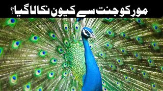 مور کو جنت سے کیوں نکالا گیا