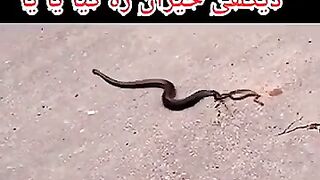 Snake baby born without eggs ????