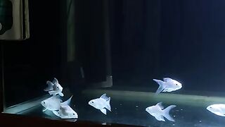 Aquarium