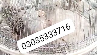 The number