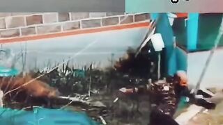 هجوم نمر  على أهل قريه
