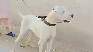 Dog name Hira cooming soon