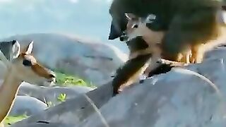 Deer fighting monkey