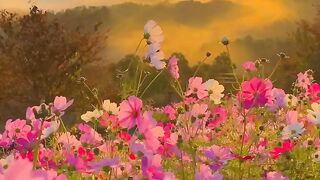 Natural video