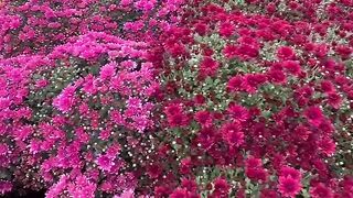 Natural video