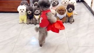 Small puppy dancing