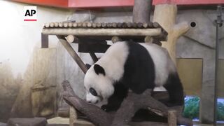 China sends two pandas to Madrid zoo.