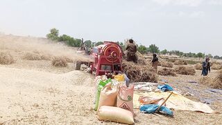 After the wheat crop is ready, it is being removed from the machine