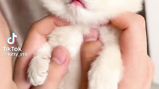Kitty