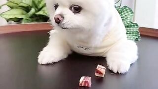 The cute angry little dog