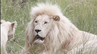 Le Lion blanc