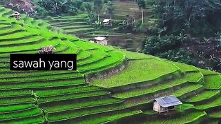 Indonesian farmers are extraordinary, they can make rice fields like pyramids