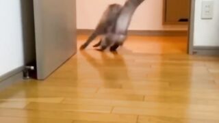 Animaux drôles 2023???? - Vidéo les plus drôles sur les chats et les chiens????????220 #shorts.