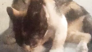 Cat angry