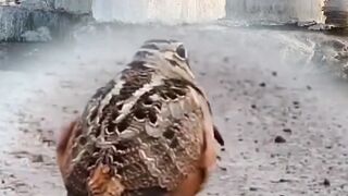 Bird dancing