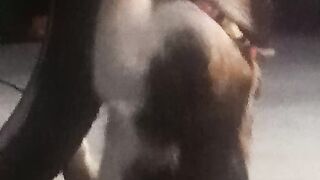 Cat angry 2