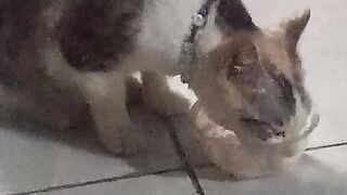 Animal 2