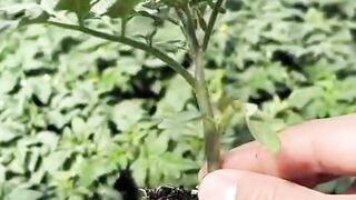 Tomato plantation