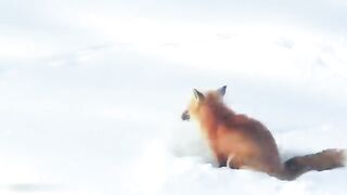 Animals hunting