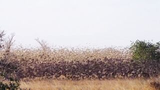 Amazing wild nature