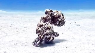 Octopus walking in the sea.