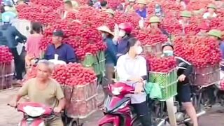 Farmers carry fruits.