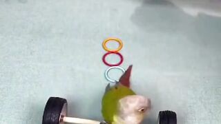 parrot training
