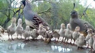 chicks drink with their parent.