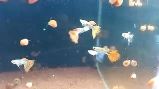 Guppy