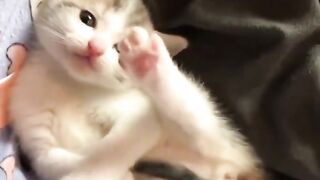 Cat jingles