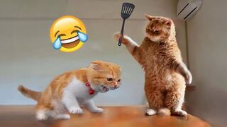 Funniest Cats and Dogs ???????? _ Funny Animal Videos #35.