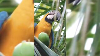 Subhanallah! How a bird is quenching its thirst in the intense heat! Who taught him this method? God's skillful creation!!