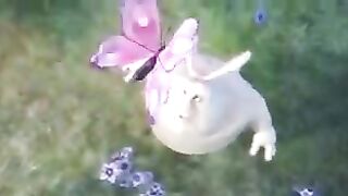 Funny Rabbit