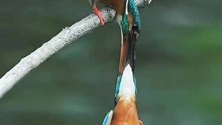 Hunting king fisher birds