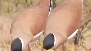 الحياة البرية