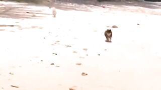 funny dogs tik tok