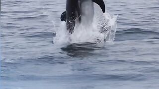 The fight between whales and dolphins witnessed by humans