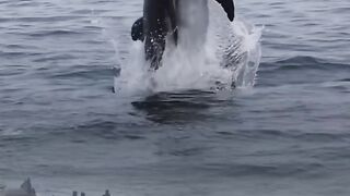 The fight between whales and dolphins witnessed by humans