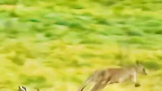 Australian cangaro