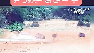 Kabhi kabhi geedar bhi sher ban jata hai