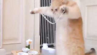 Cat Become Crzy