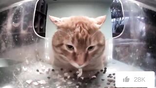 Mr.snack came to lie down