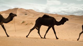 beauty of camels