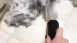 веселые животные))